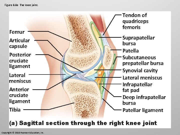 Figure 8. 8 a The knee joint. Femur Articular capsule Posterior cruciate ligament Lateral