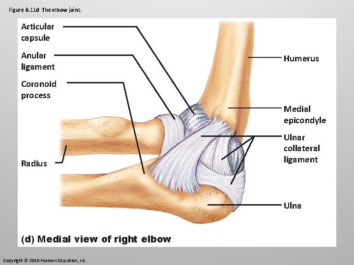 Figure 8. 11 d The elbow joint. Articular capsule Anular ligament Humerus Coronoid process