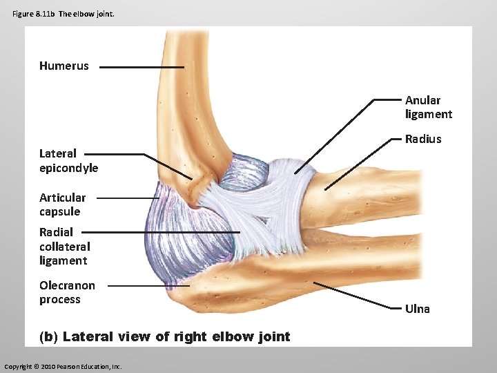 Figure 8. 11 b The elbow joint. Humerus Anular ligament Lateral epicondyle Radius Articular