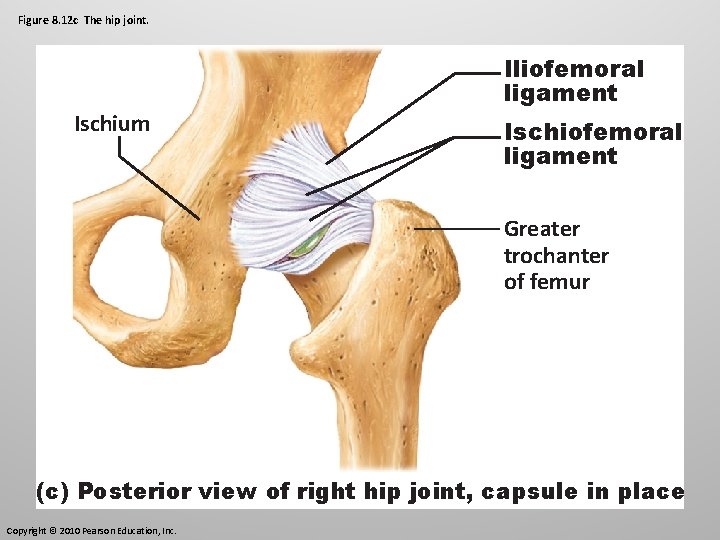 Figure 8. 12 c The hip joint. Ischium Iliofemoral ligament Ischiofemoral ligament Greater trochanter