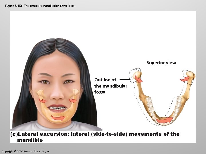 Figure 8. 13 c The temporomandibular (jaw) joint. Superior view Outline of the mandibular