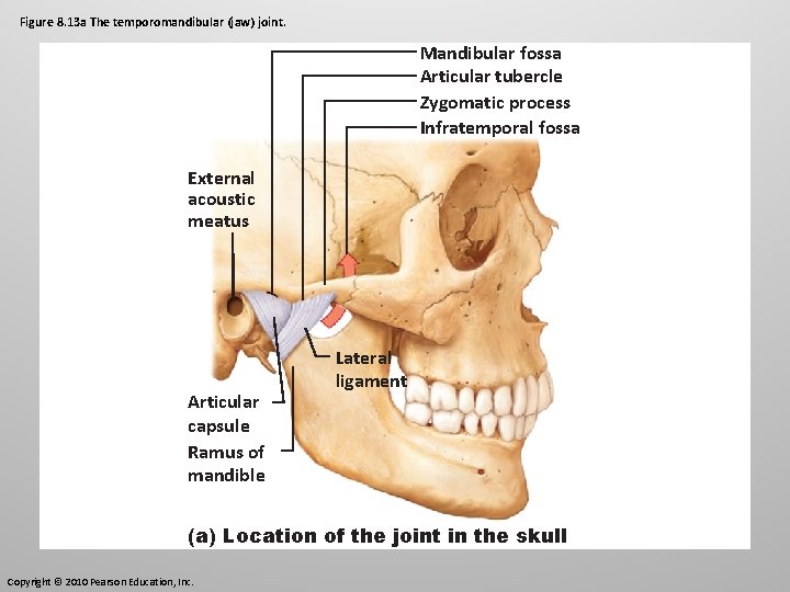 Figure 8. 13 a The temporomandibular (jaw) joint. Mandibular fossa Articular tubercle Zygomatic process