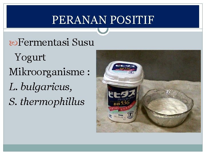 PERANAN POSITIF Fermentasi Susu Yogurt Mikroorganisme : L. bulgaricus, S. thermophillus 