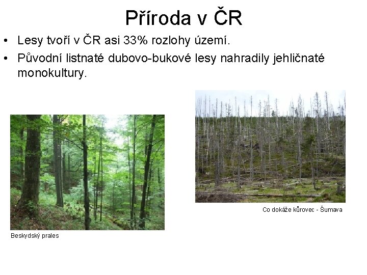 Příroda v ČR • Lesy tvoří v ČR asi 33% rozlohy území. • Původní