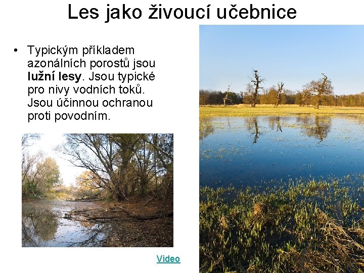 Les jako živoucí učebnice • Typickým příkladem azonálních porostů jsou lužní lesy. Jsou typické