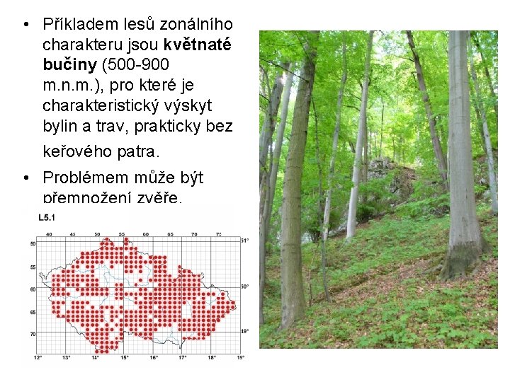  • Příkladem lesů zonálního charakteru jsou květnaté bučiny (500 -900 m. n. m.