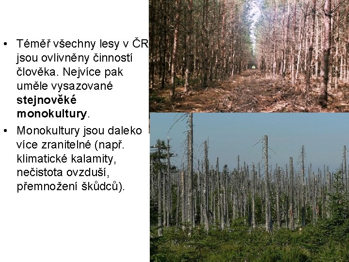  • Téměř všechny lesy v ČR jsou ovlivněny činností člověka. Nejvíce pak uměle