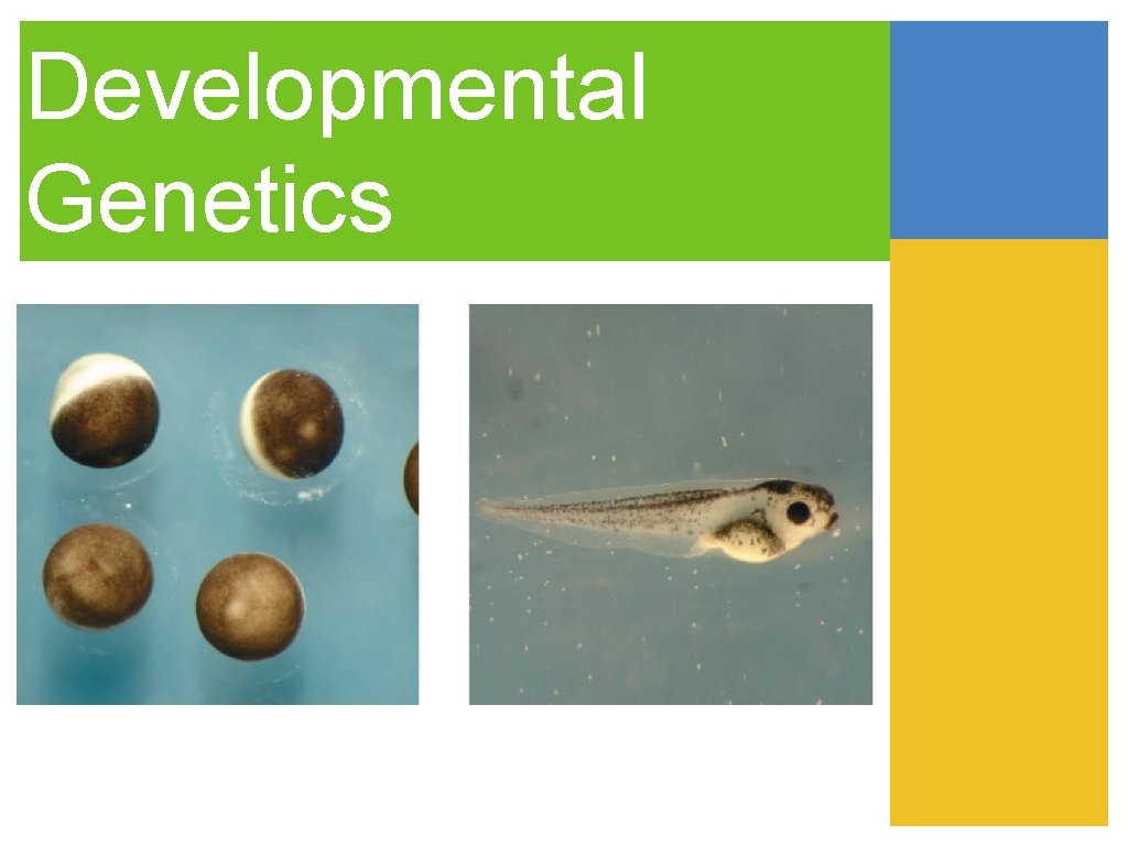 Developmental Genetics 