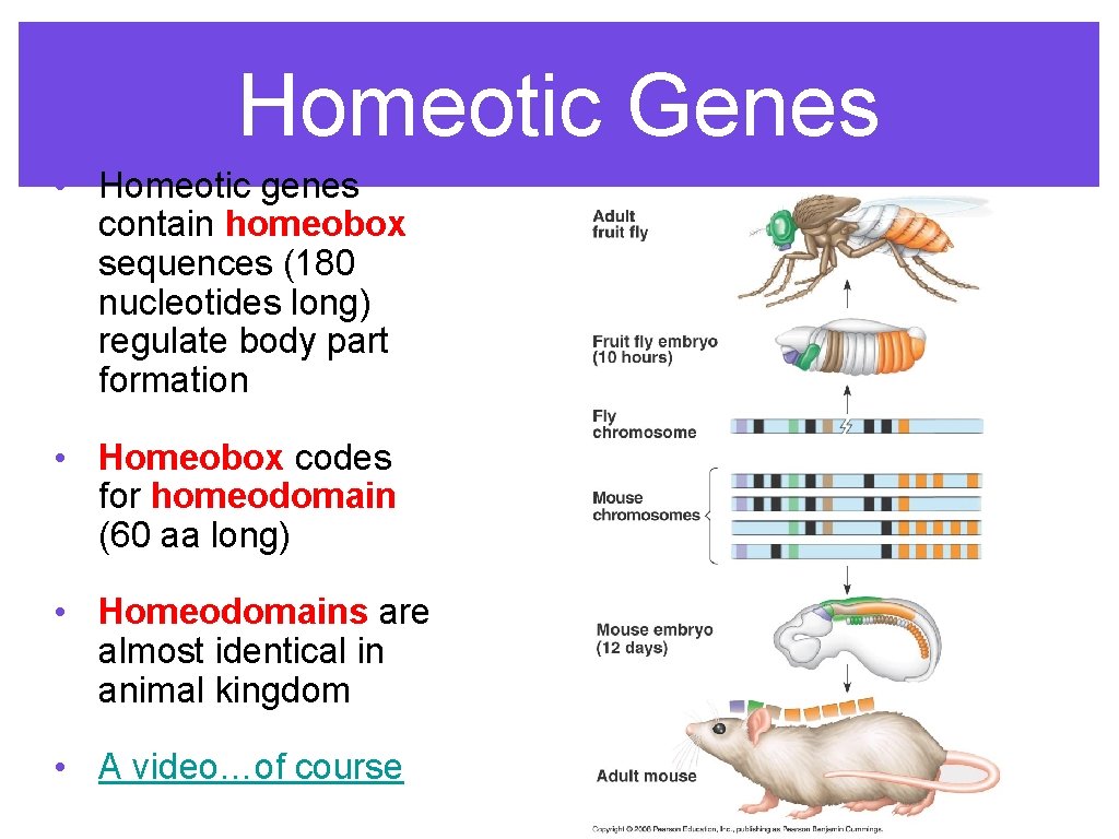 Homeotic Genes • Homeotic genes contain homeobox sequences (180 nucleotides long) regulate body part