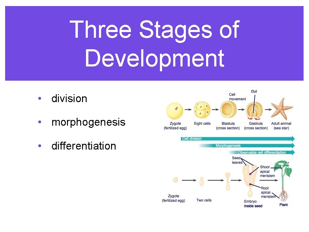 Three Stages of Development • division • morphogenesis • differentiation 