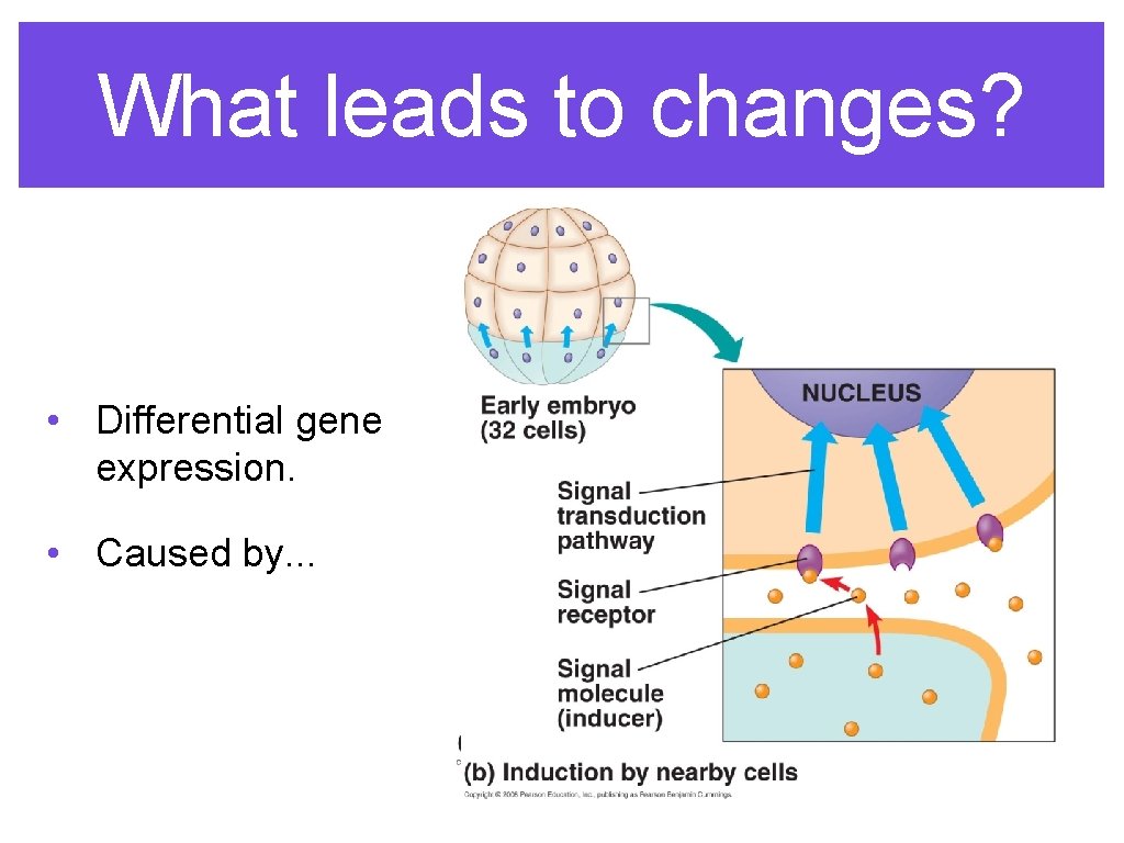 What leads to changes? • Differential gene expression. • Caused by. . . 
