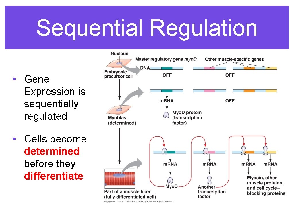 Sequential Regulation • Gene Expression is sequentially regulated • Cells become determined before they