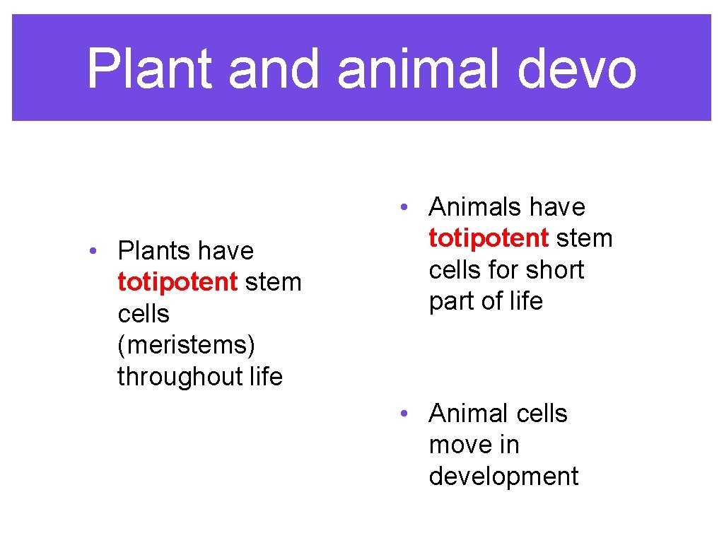 Plant and animal devo • Plants have totipotent stem cells (meristems) throughout life •