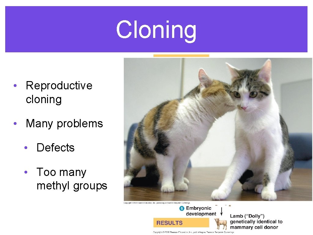 Cloning • Reproductive cloning • Many problems • Defects • Too many methyl groups