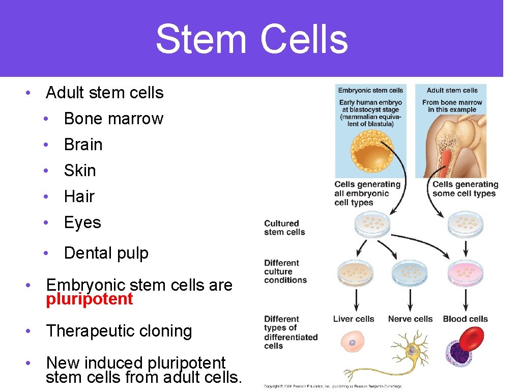 Stem Cells • Adult stem cells • Bone marrow • Brain • Skin •