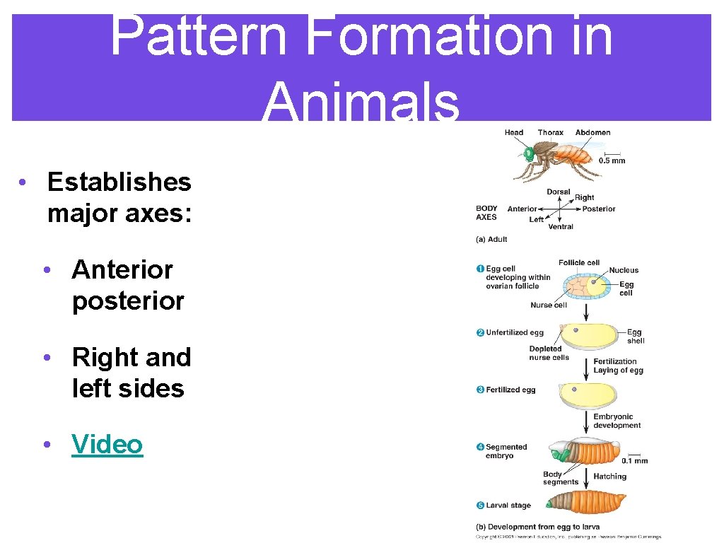 Pattern Formation in Animals • Establishes major axes: • Anterior posterior • Right and