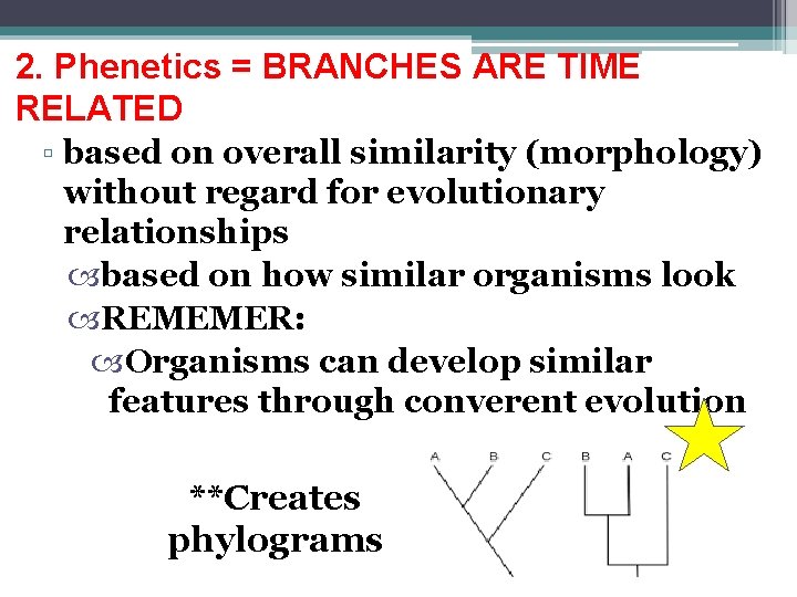 2. Phenetics = BRANCHES ARE TIME RELATED ▫ based on overall similarity (morphology) without