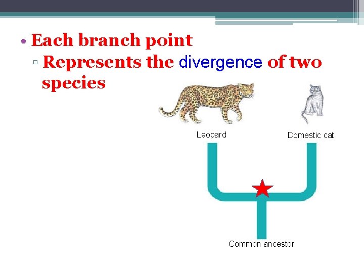  • Each branch point ▫ Represents the divergence of two species Leopard Domestic