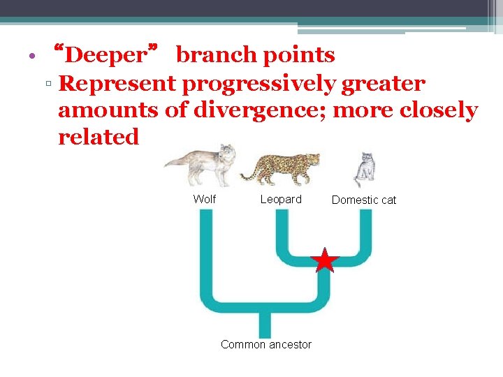  • “Deeper” branch points ▫ Represent progressively greater amounts of divergence; more closely