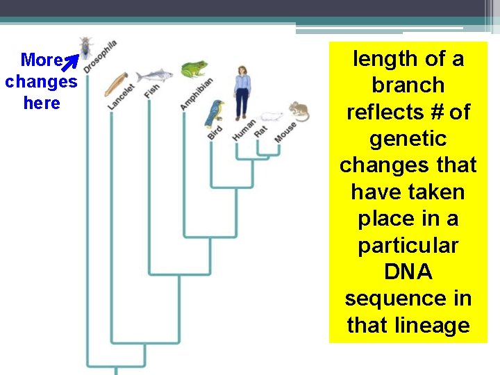 More changes here length of a branch reflects # of genetic changes that have