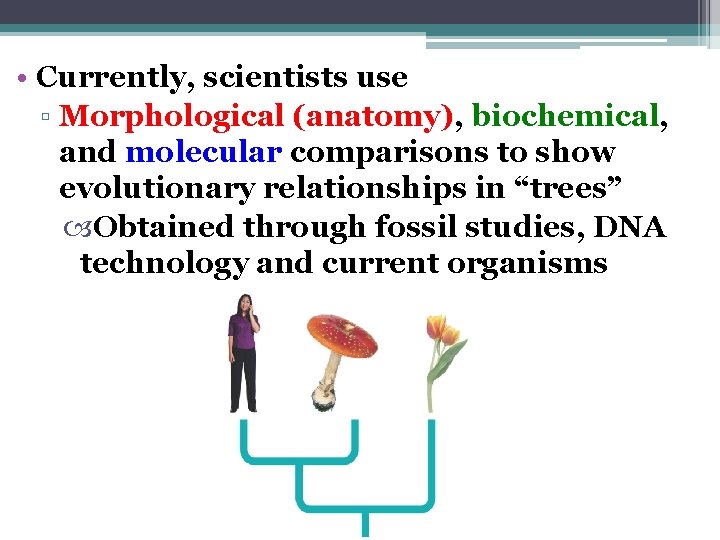  • Currently, scientists use ▫ Morphological (anatomy), biochemical, and molecular comparisons to show