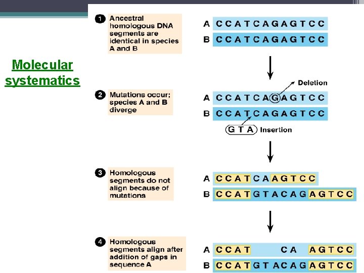 Molecular systematics 