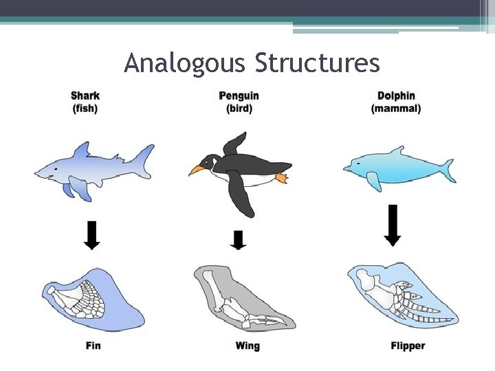 Analogous Structures 