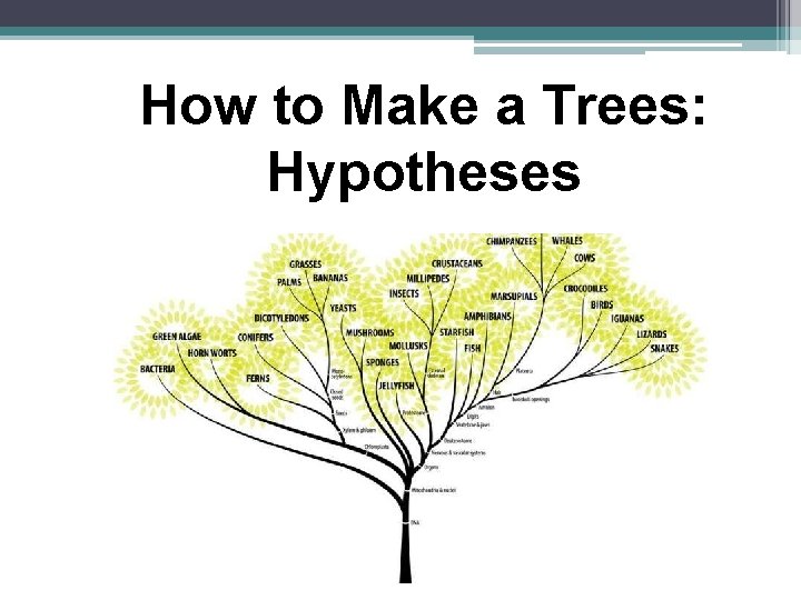 How to Make a Trees: Hypotheses 