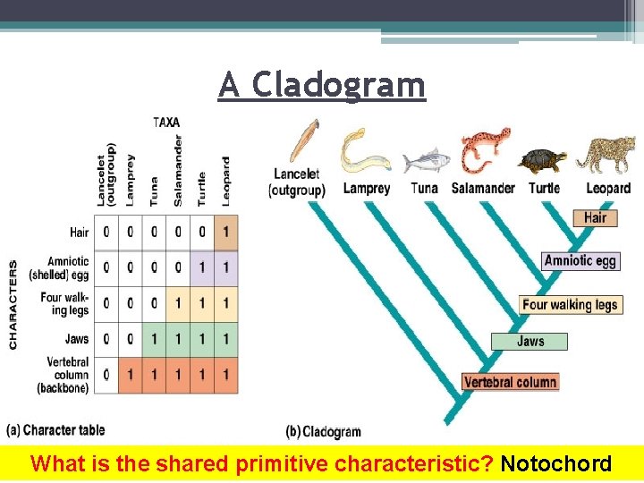 A Cladogram What is the shared primitive characteristic? Notochord 