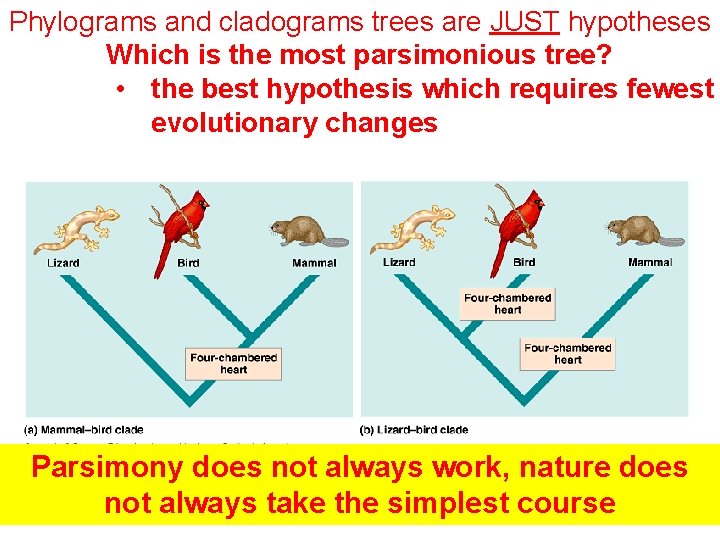 Phylograms and cladograms trees are JUST hypotheses Which is the most parsimonious tree? •