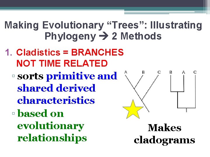 Making Evolutionary “Trees”: Illustrating Phylogeny 2 Methods 1. Cladistics = BRANCHES NOT TIME RELATED