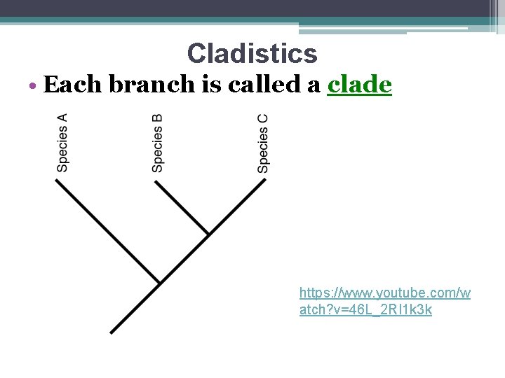 Cladistics • Each branch is called a clade https: //www. youtube. com/w atch? v=46