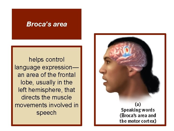 Broca’s area helps control language expression— an area of the frontal lobe, usually in