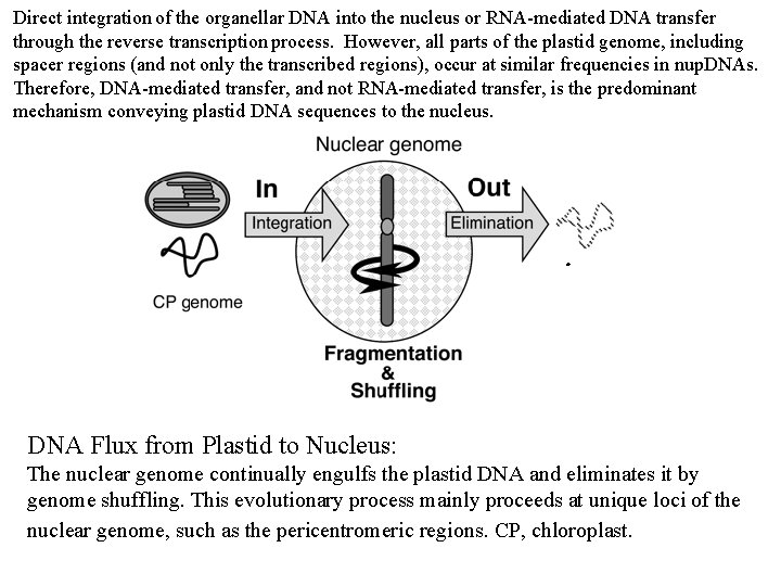 Direct integration of the organellar DNA into the nucleus or RNA-mediated DNA transfer through
