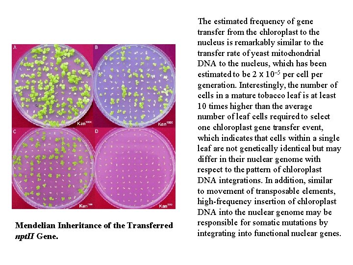 Mendelian Inheritance of the Transferred npt. II Gene. The estimated frequency of gene transfer