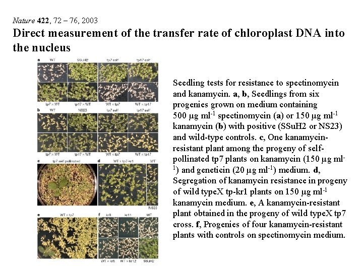 Nature 422, 72 – 76, 2003 Direct measurement of the transfer rate of chloroplast