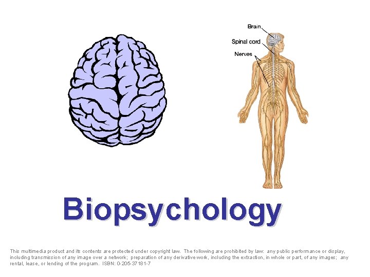 Biopsychology This multimedia product and its contents are protected under copyright law. The following