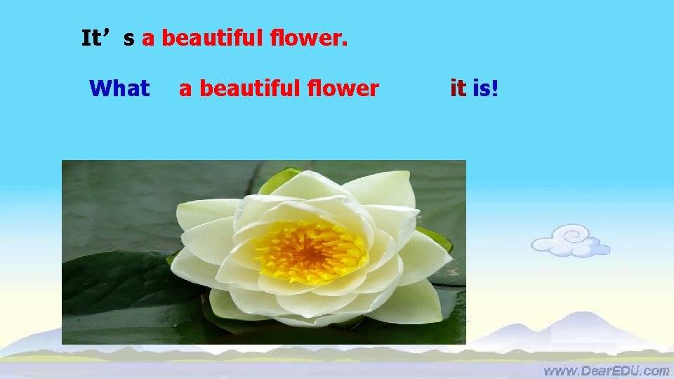 It’s a beautiful flower. What a beautiful flower it is! 