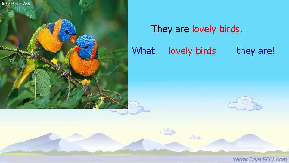 They are lovely birds. What lovely birds they are! 