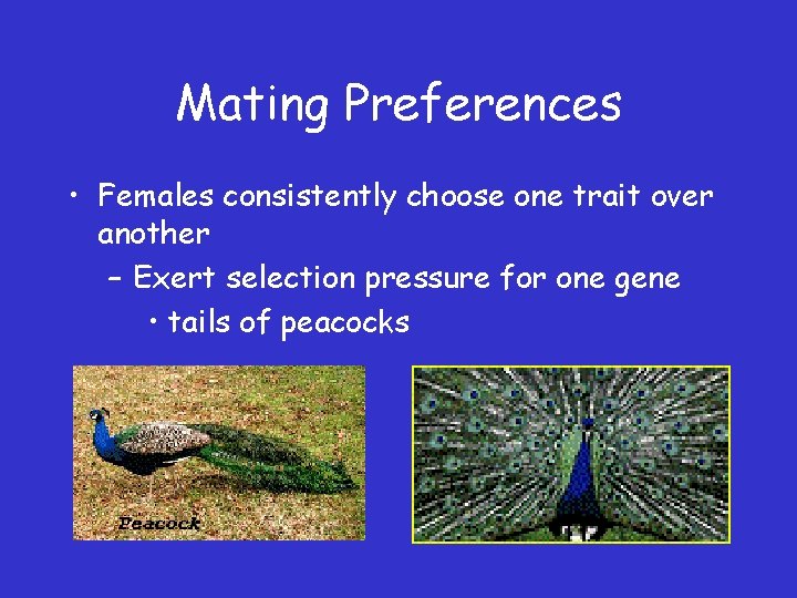 Mating Preferences • Females consistently choose one trait over another – Exert selection pressure