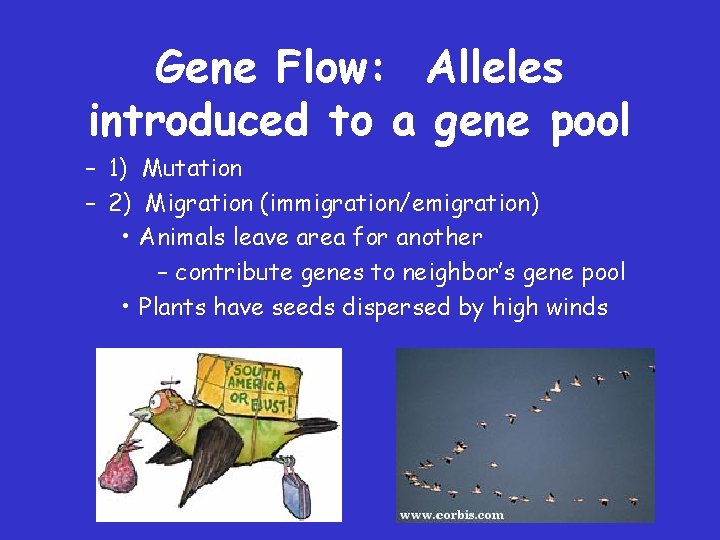 Gene Flow: Alleles introduced to a gene pool – 1) Mutation – 2) Migration