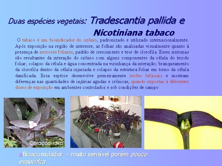 Duas espécies vegetais: Tradescantia pallida e Nicotiniana tabaco O tabaco é um bioindicador do
