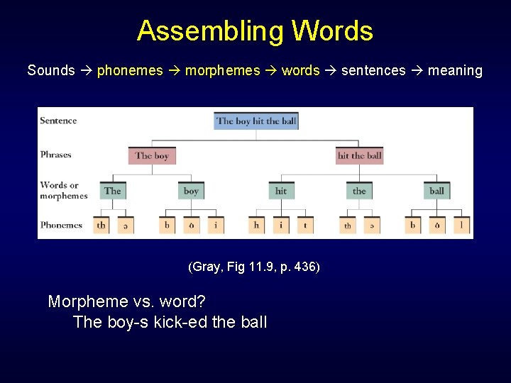 Assembling Words Sounds phonemes morphemes words sentences meaning (Gray, Fig 11. 9, p. 436) Assembling Words Sounds phonemes morphemes words sentences meaning (Gray, Fig 11. 9, p. 436)