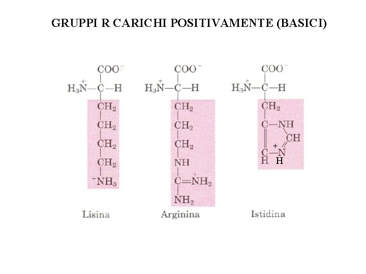 GRUPPI R CARICHI POSITIVAMENTE (BASICI) + H 