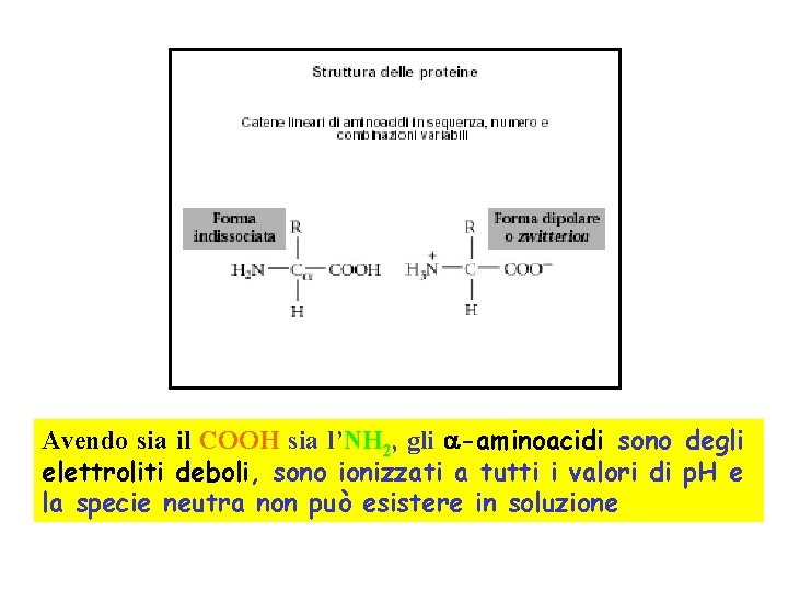 Avendo sia il COOH sia l’NH 2, gli -aminoacidi sono degli elettroliti deboli, sono