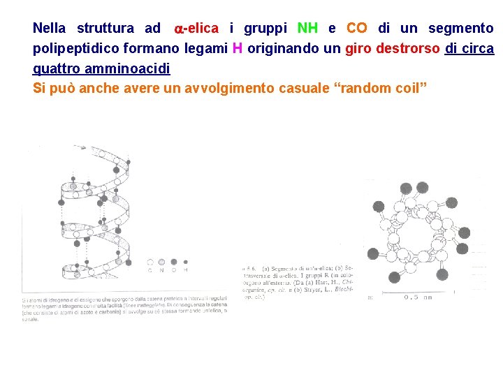 Nella struttura ad -elica i gruppi NH e CO di un segmento polipeptidico formano