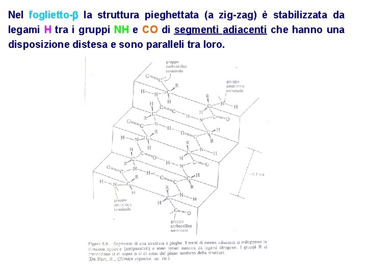 Nel foglietto- la struttura pieghettata (a zig-zag) è stabilizzata da legami H tra i