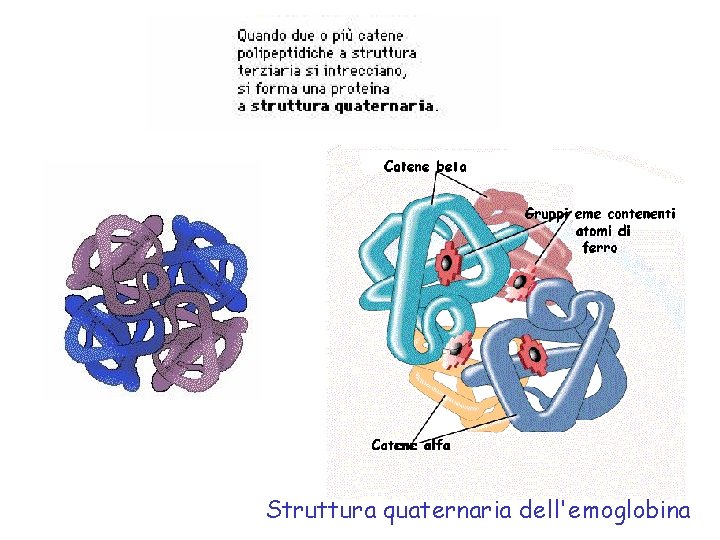 Struttura quaternaria dell'emoglobina 