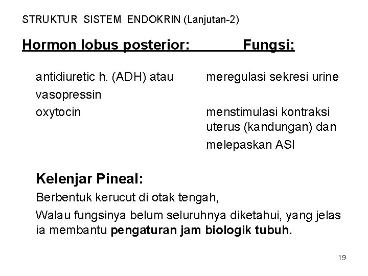 STRUKTUR SISTEM ENDOKRIN (Lanjutan-2) Hormon lobus posterior: antidiuretic h. (ADH) atau vasopressin oxytocin Fungsi: