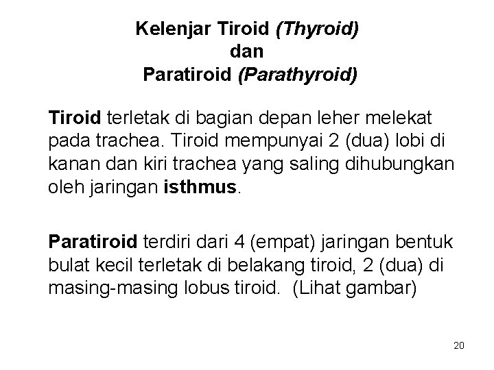 Kelenjar Tiroid (Thyroid) dan Paratiroid (Parathyroid) Tiroid terletak di bagian depan leher melekat pada